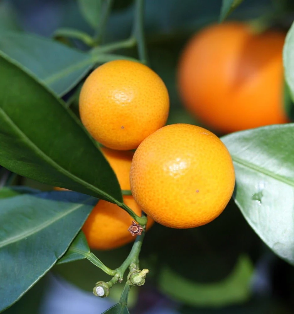Calamondin Panama Orange Tree Live Plant – 4" Grower Pot – Indoor/Outdoor Citrus - Image 1
