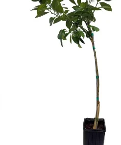 Calamondin Panama Orange Tree Live Plant – 4" Grower Pot – Indoor/Outdoor Citrus - Image 2