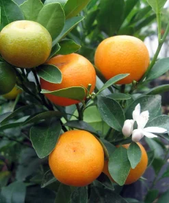 Calamondin Panama Orange Tree Live Plant – 4