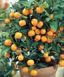 Calamondin Panama Orange Tree Live Plant – 4