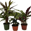 Calathea Assortment Live Plant – 3 Pack in 4 Inch Pots – Indoor Houseplants - Image 1