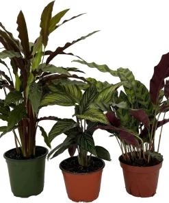 Calathea Assortment Live Plant – 3 Pack in 4 Inch Pots – Indoor Houseplants - Image 1