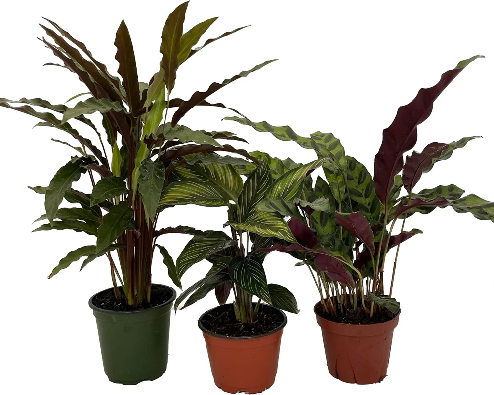 Calathea Assortment Live Plant – 3 Pack in 4 Inch Pots – Indoor Houseplants - Image 1