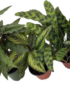 Calathea Assortment Live Plant – 3 Pack in 4 Inch Pots – Indoor Houseplants - Image 2