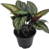 Calathea Live Plant – Peacock Plant – 4 inch Potted Houseplant – Indoor - Image 1