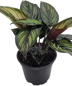 Calathea Live Plant – Peacock Plant – 4 inch Potted Houseplant – Indoor - Image 1