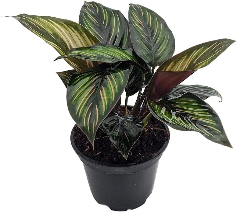 Calathea Live Plant – Peacock Plant – 4 inch Potted Houseplant – Indoor - Image 1