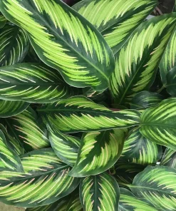 Calathea Live Plant – Peacock Plant – 4 inch Potted Houseplant – Indoor - Image 2