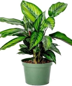 Calathea Live Plant – Peacock Plant – 4 inch Potted Houseplant – Indoor - Image 3