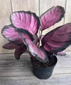 Calathea pink star in 6