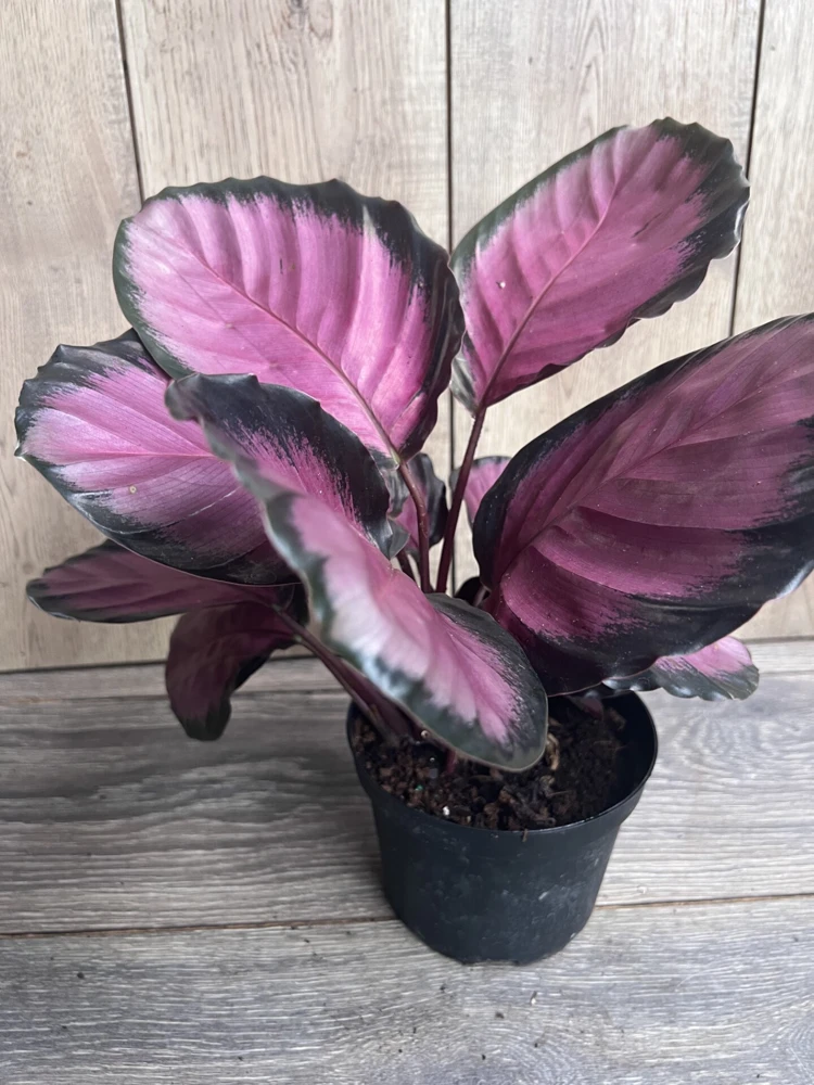 Calathea pink star in 6" Pot - Image 2