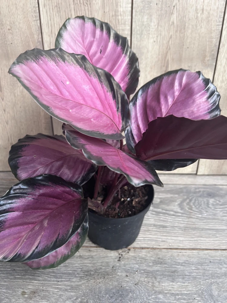 Calathea pink star in 6" Pot - Image 3