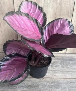 Calathea pink star in 6