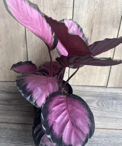 Calathea pink star in 6