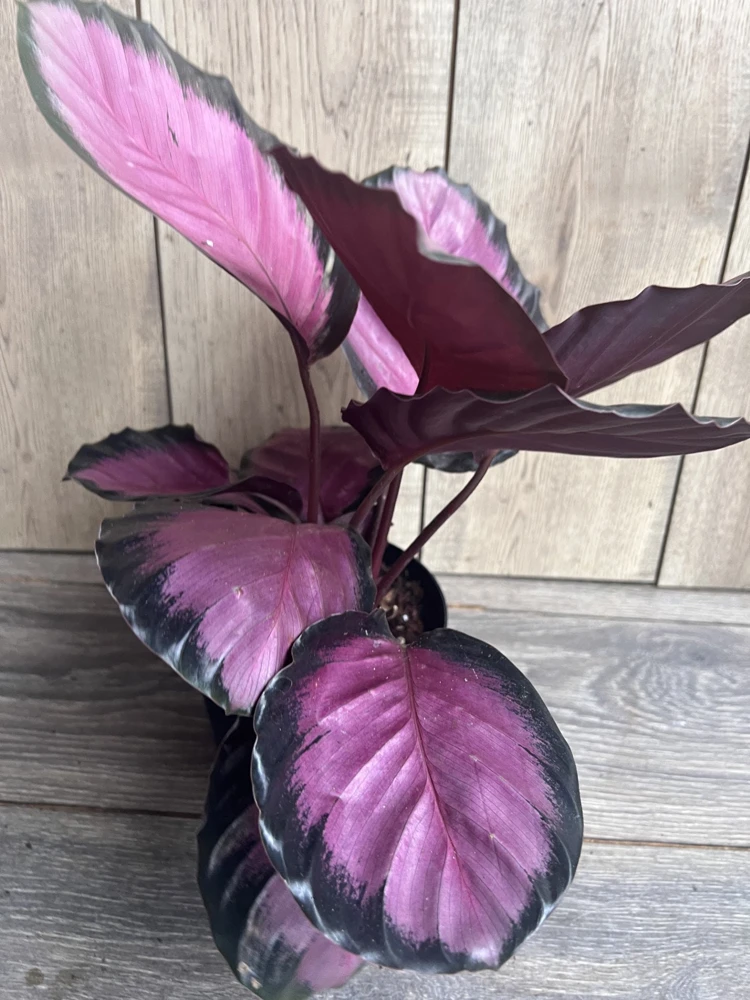 Calathea pink star in 6" Pot - Image 5