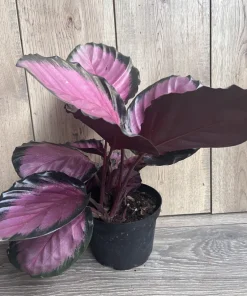 Calathea pink star in 6