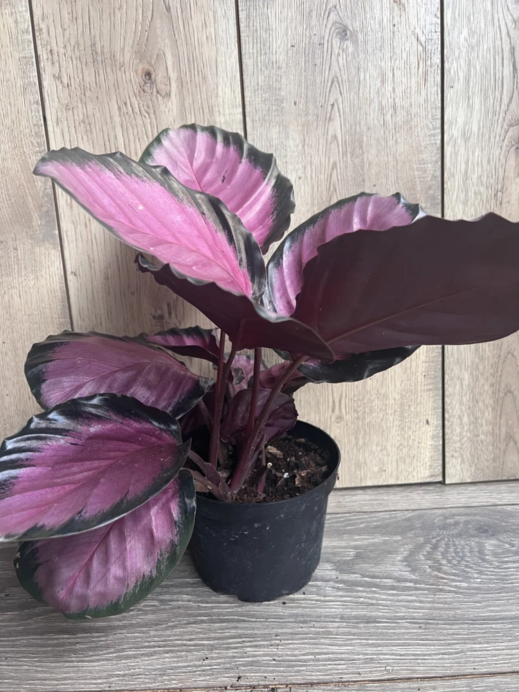 Calathea pink star in 6" Pot - Image 6