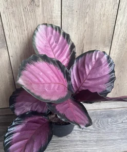 Calathea pink star in 6