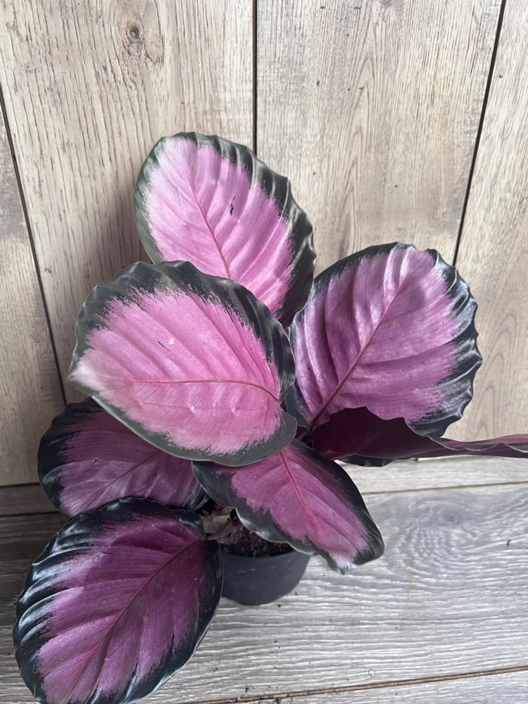 Calathea pink star in 6" Pot - Image 7
