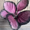 Calathea pink star in 6" Pot - Image 1