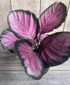 Calathea pink star in 6