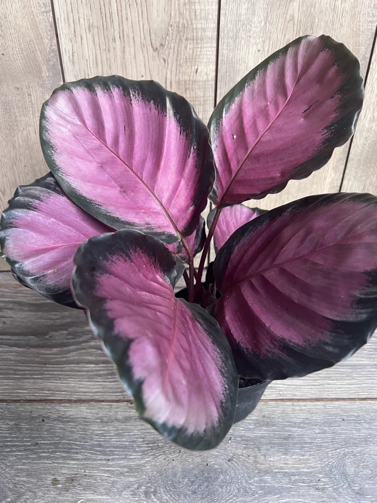 Calathea pink star in 6" Pot - Image 1