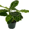 Calathea Zebrina Live Plant – Zebra Peacock Plant – 4 inch Pot – Indoor Houseplant - Image 1