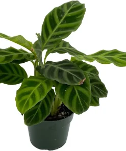 Calathea Zebrina Live Plant – Zebra Peacock Plant – 4 inch Pot – Indoor Houseplant - Image 1