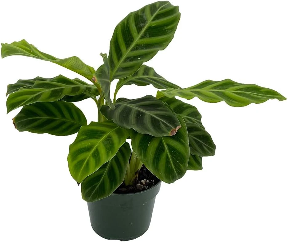 Calathea Zebrina Live Plant – Zebra Peacock Plant – 4 inch Pot – Indoor Houseplant - Image 1