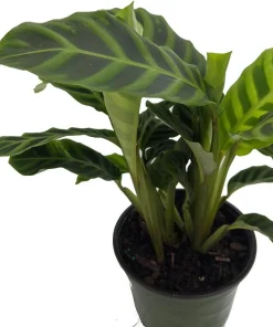 Calathea Zebrina Live Plant – Zebra Peacock Plant – 4 inch Pot – Indoor Houseplant - Image 2