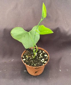 Calico Flower Vine Live Plant - Aristolochia littoralis - 3" Pot - Image 2