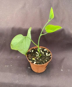 Calico Flower Vine Live Plant - Aristolochia littoralis - 3