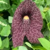 Calico Flower Vine Live Plant - Aristolochia littoralis - 3" Pot - Image 1