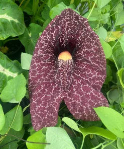 Calico Flower Vine Live Plant - Aristolochia littoralis - 3