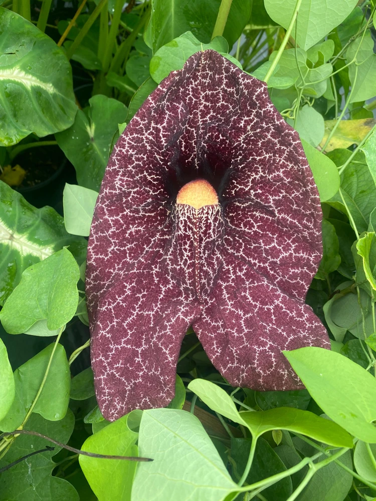 Calico Flower Vine Live Plant - Aristolochia littoralis - 3" Pot - Image 1