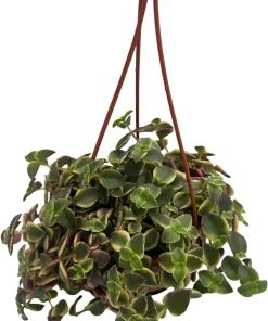 Calico Kitten Succulent Plant - Crassula pellucida variegata Live Plant - 4 inch Mini Hanging Basket - Image 2