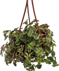 Calico Kitten Succulent Plant - Crassula pellucida variegata Live Plant - 4 inch Mini Hanging Basket - Image 3