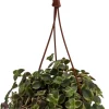Calico Kitten Succulent Plant - Crassula pellucida variegata Live Plant - 4 inch Mini Hanging Basket - Image 1