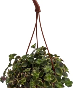 Calico Kitten Succulent Plant - Crassula pellucida variegata Live Plant - 4 inch Mini Hanging Basket - Image 1