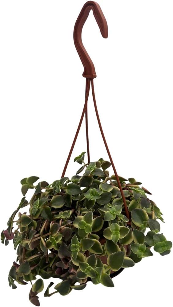 Calico Kitten Succulent Plant - Crassula pellucida variegata Live Plant - 4 inch Mini Hanging Basket - Image 1