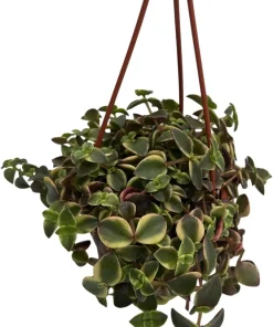 Calico Kitten Succulent Plant - Crassula pellucida variegata Live Plant - 4 inch Mini Hanging Basket - Image 4