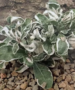 Calico Snow Queen Alternanthera Live Plant - 2.5" Pot - Indoor/Outdoor Foliage - Image 2