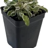 Calico Snow Queen Alternanthera Live Plant - 2.5" Pot - Indoor/Outdoor Foliage - Image 1