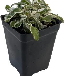 Calico Snow Queen Alternanthera Live Plant - 2.5