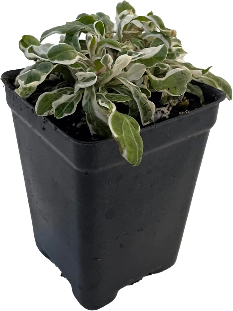 Calico Snow Queen Alternanthera Live Plant - 2.5" Pot - Indoor/Outdoor Foliage - Image 1