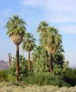 California Fan Palm Seeds - 10 Washingtonia Filifera Seeds for Outdoor Planting - Image 2