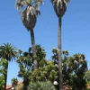 California Fan Palm Seeds - 10 Washingtonia Filifera Seeds for Outdoor Planting - Image 1