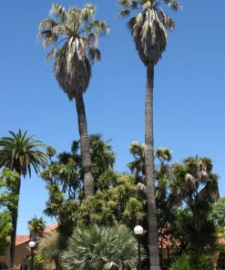 California Fan Palm Seeds - 10 Washingtonia Filifera Seeds for Outdoor Planting - Image 1