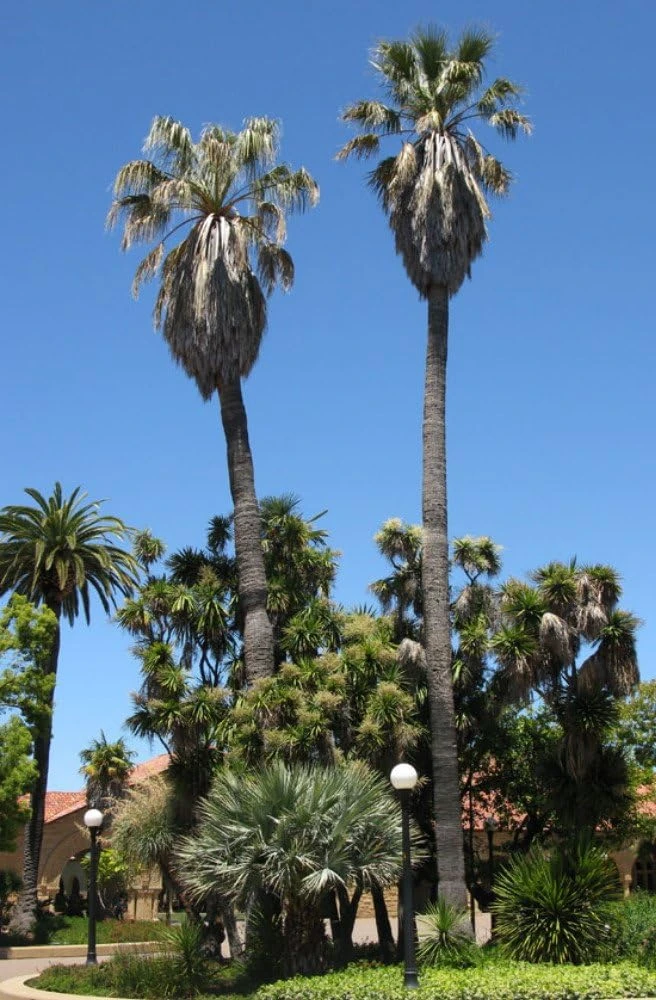 California Fan Palm Seeds - 10 Washingtonia Filifera Seeds for Outdoor Planting - Image 1