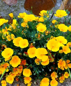 California Poppy Seeds Mix - 1000 Count - Ballerina & Mission Bells - Eschscholzia Californica Flower Seeds - Image 11